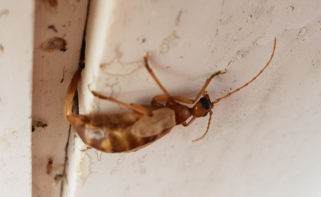 Vesperidae?  S, Vesperus luridus